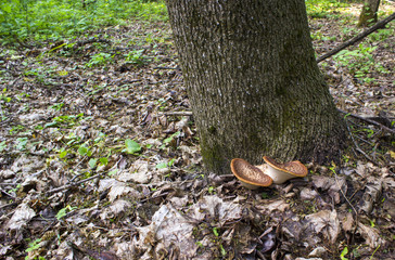 A double cinnamon mushroom sprouted at the base of a tree among the forest