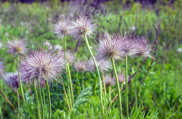 Fluffy field flowers on a background of green grass in the vicinity