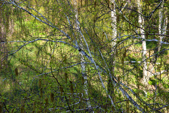 Tall slender white birch trunks with fresh leaves