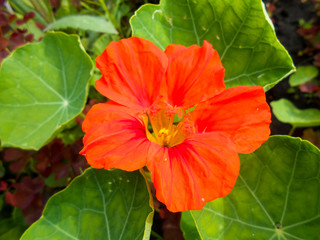 Striped orange large petunia in the garden