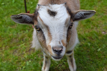 草原にいる子ヤギ