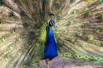 Naklejka premium Blue peafowl