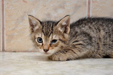Scary abandoned kitty with sick eyes needs veterinary assist. Little kitten with sick eyes.