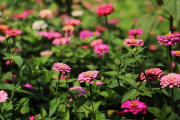 Colorful zinnia flowers garden in sunshine.