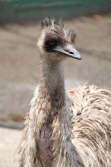 Emu