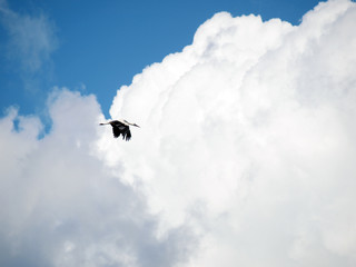 Stork in sky
