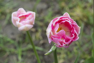 Flower tulip of pink multicolored with dew drops.