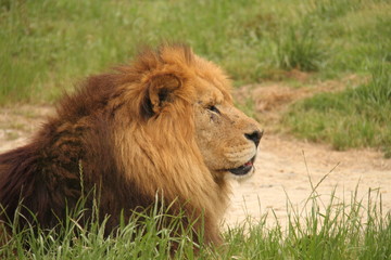 Lion on grasses