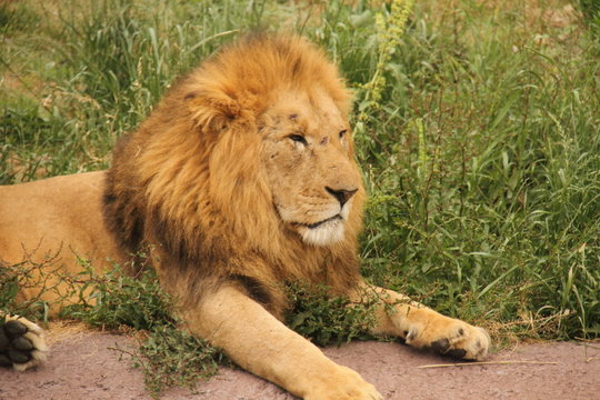 Lion on grasses