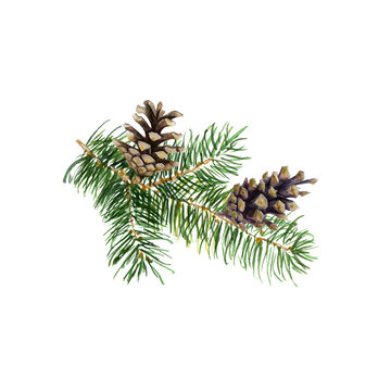 The branch of fir tree with cones on white background, watercolor illustration in hand-drawn style.