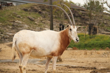 Naklejka na ściany i meble Scimitar-horned Oryx