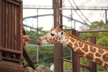 Fototapeta premium Feeding to Giraffe