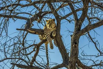 Fotobehang Happy leopard © Kushnirov Avraham