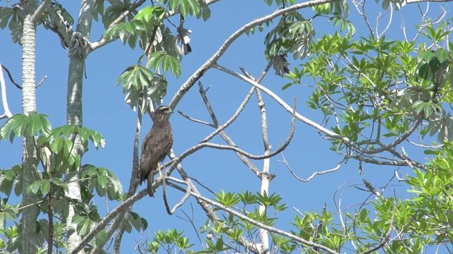 bird of prey in tree, Pantanal,  Mato Grosso do Sul