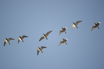 Flock of shanks