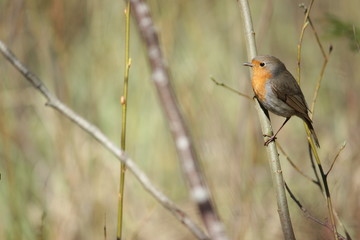 Robin in the bush