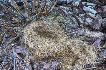 Mice grass nest on the flower bed in the April garden