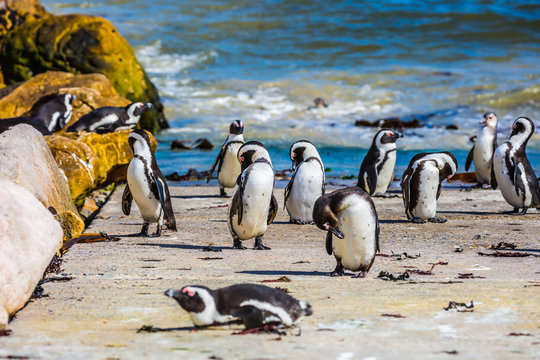   Boulders Penguin Colony