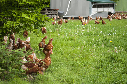 Freilandhühner in artgerechter Haltung mit Hühnerstall in Schleswig-Holstein, Deutschland 