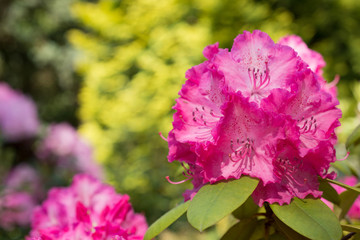 Flower Pink Rhododendron close-up