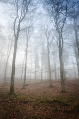 Nebel im Kellerwald, Nationalpark - Deutschland