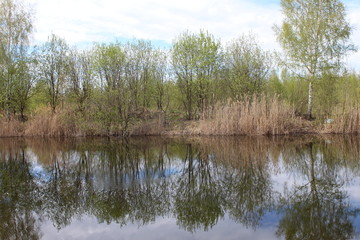 Fototapeta na wymiar Summer pond