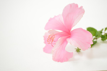 One pink hibiscus on the white background