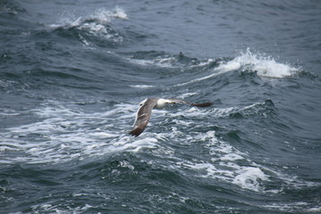 Naklejka premium Sea gull flys on the crush wave