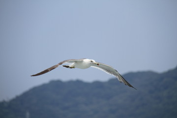 Sea gull flys on the sea