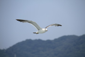 Fototapeta na wymiar Sea gull flys on the sea