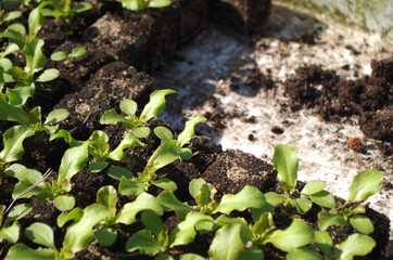 Bataviasalat - Jungpflanzen