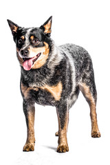 Australian Cattle Dog