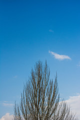 Isolate pine tree under deep blue sky in mountain in winter season on sunny day. Image have space of top for text. Design for card or wallpaper, template style.