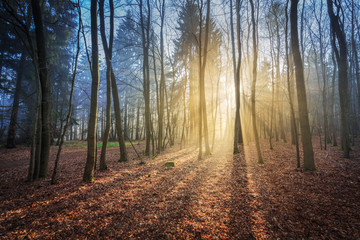 Sonnenaufgang im Nationalpark Kellerwald