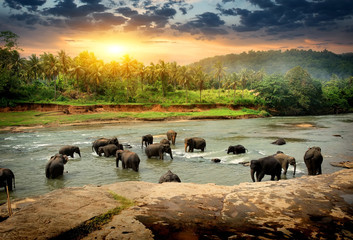 Fototapeta premium Elephants in jungle