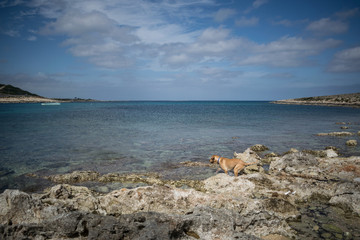 Dog in a maltese bay - Mediterranean coast