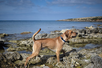 Dog on a rocky beach
