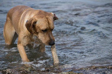 Dog plays with a stick in the water