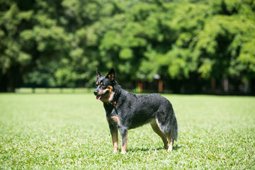 オーストラリアンキャトルドッグ