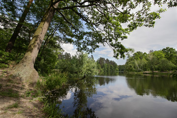 Trees on the shore of the pond in the park
