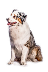 Portrait of a work dog on a white background