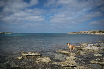 Labrador in a maltese bay - Mediterranean coast