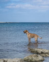 Labrador on a rocky beach in Malta