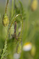 Liebesspiel  der Schnaken