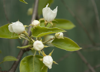 Fototapeta premium Apple tree blossoms