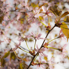 Cherry Blossom