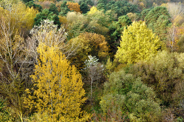 Fototapeta premium Panoramic view of autumn deciduous forest with orange, yellow and green trees.