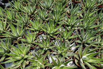 Obraz premium Display of succulent plants for sale.