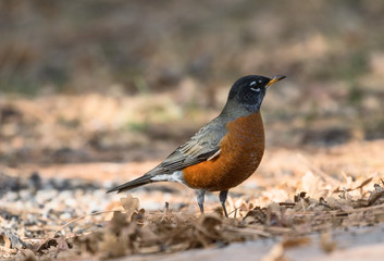 A closeup view of a red-breasted American Robin in the late autumn on a background of fallen leaves near the Grand Canyon