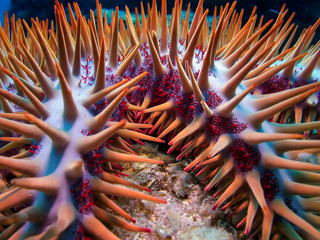 Crown thorns starfish